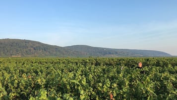 A vineyard with rows of grapevines and a hilly landscape in the background.