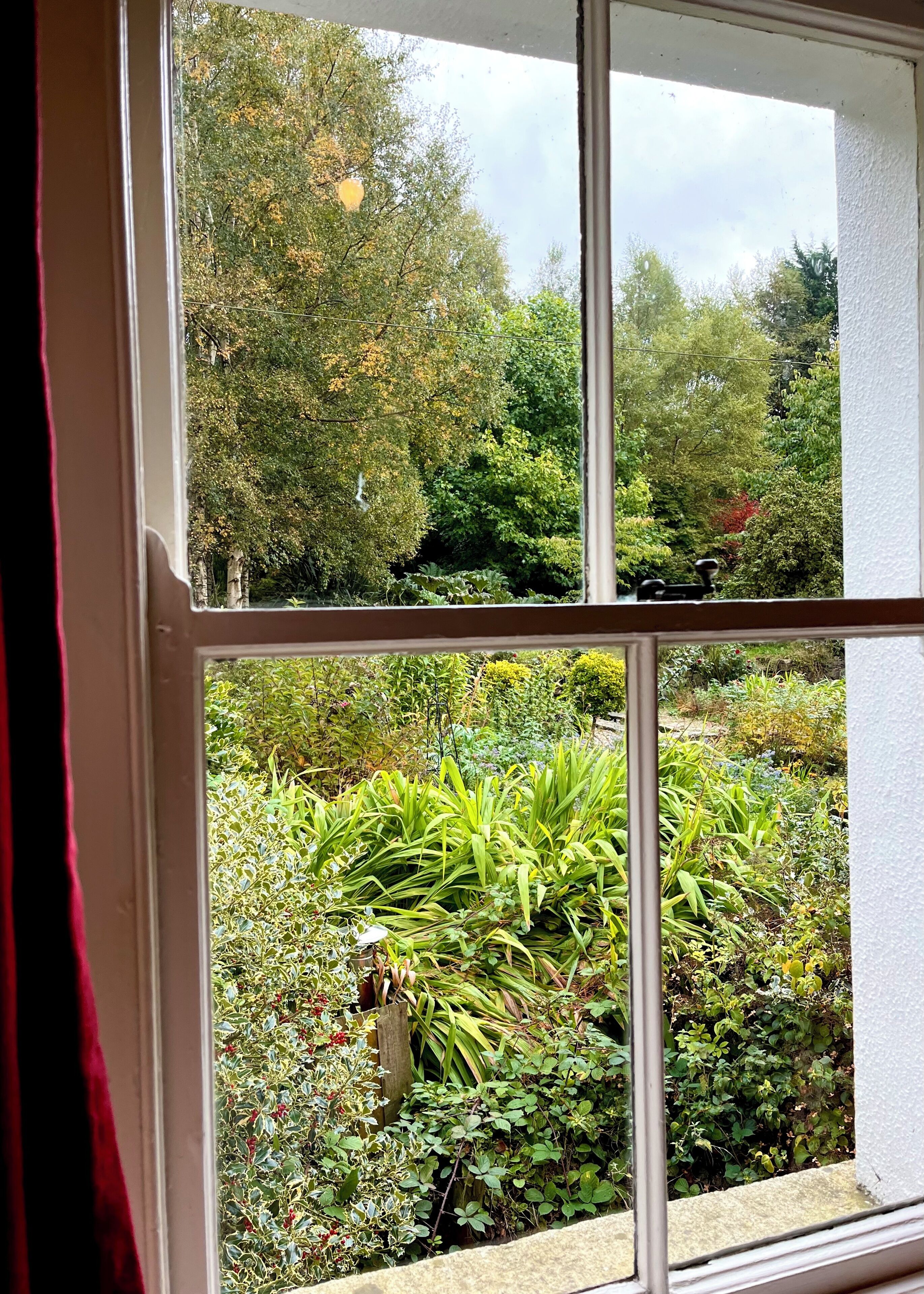 Ein Fenster mit Blick auf einen Garten, der verschiedene Pflanzen und Bäume zeigt.