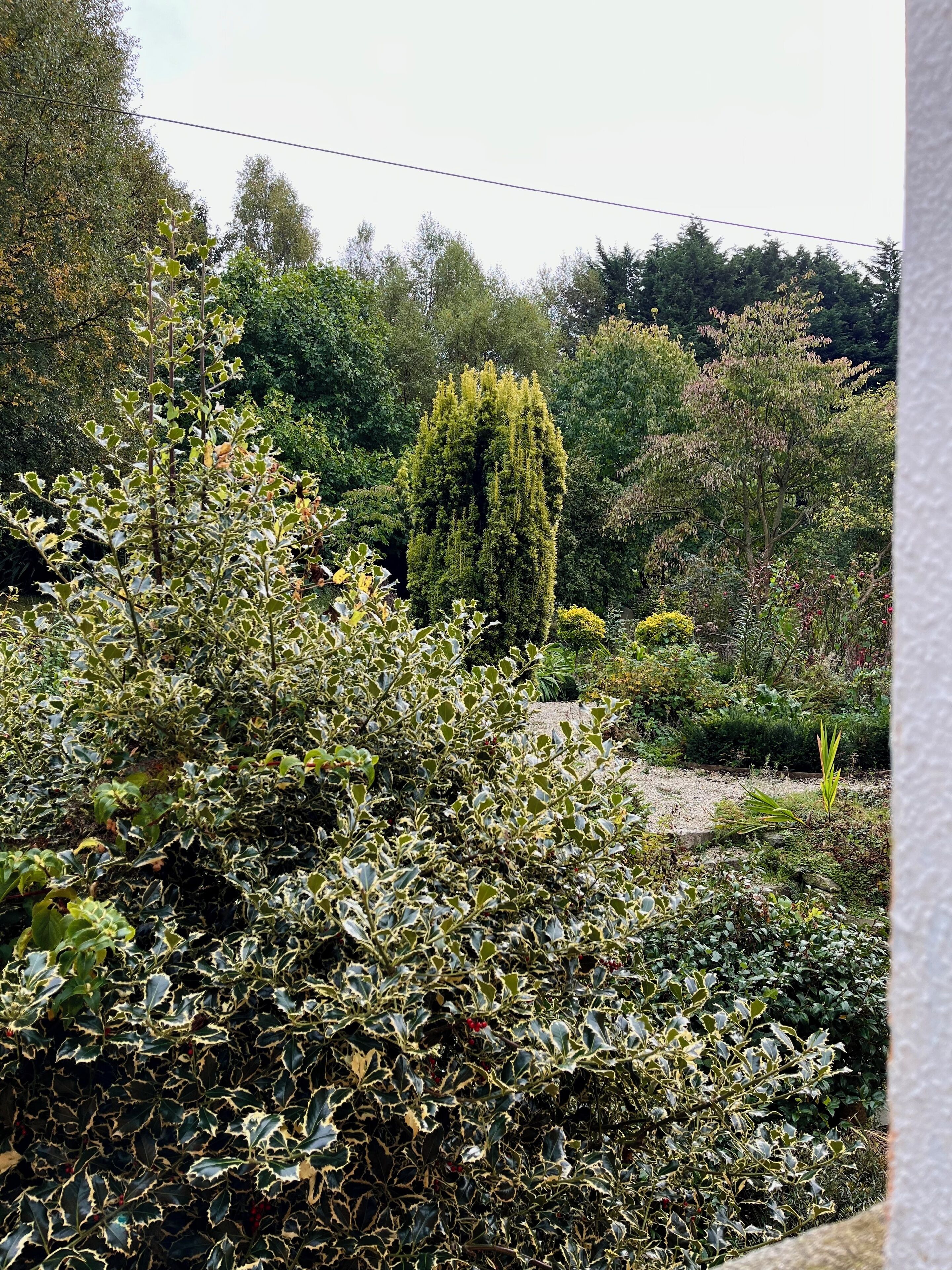 Un giardino con vegetazione fitta e un albero alto e slanciato al centro.