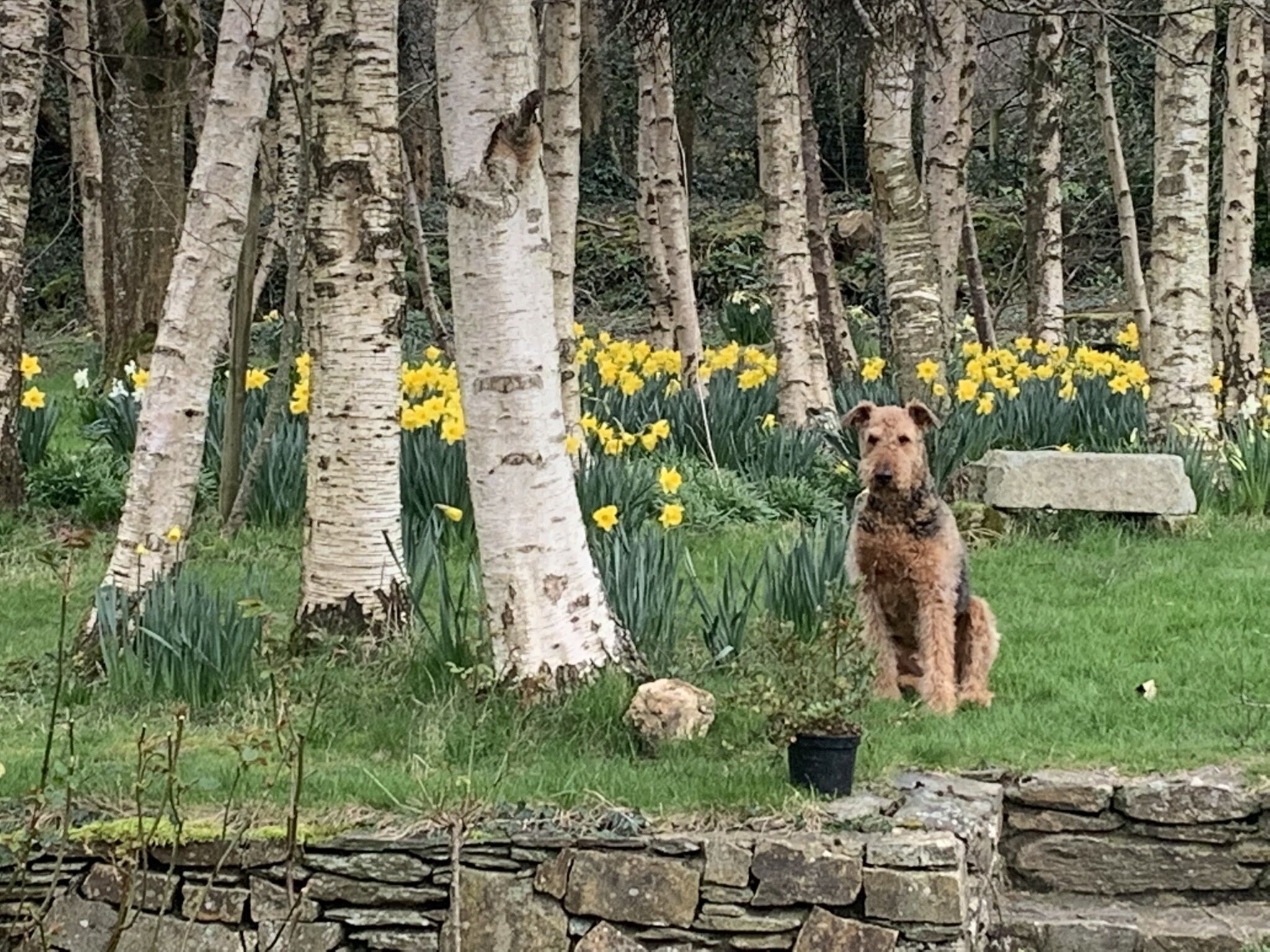 Un chien se tient dans un espace herbeux, avec des bouleaux et des fleurs jaunes en arrière-plan.