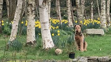Un chien se tient dans un espace herbeux, avec des bouleaux et des fleurs jaunes en arrière-plan.