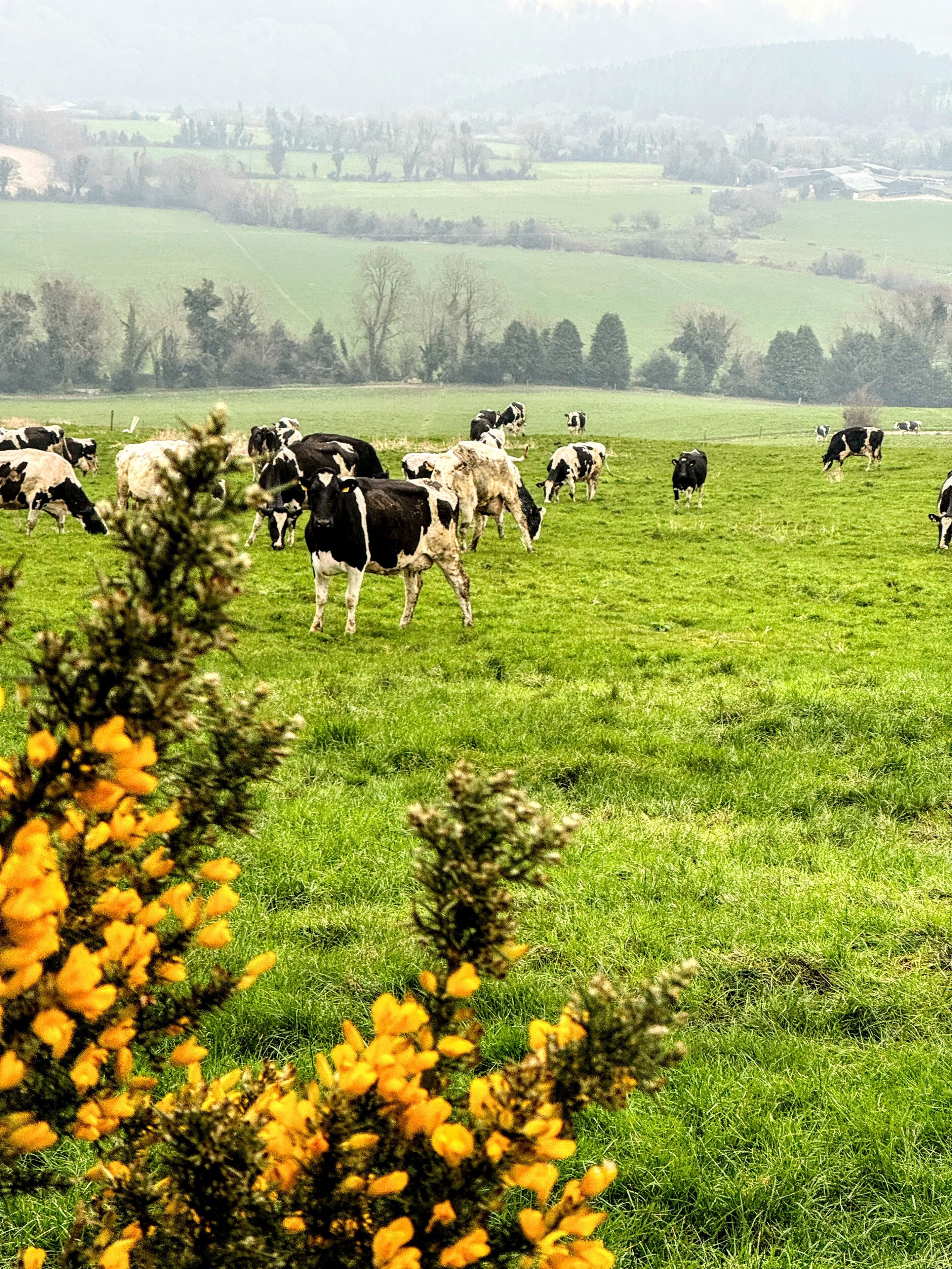 A field with cows grazing, surrounded by green fields and trees.