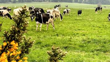 A field with cows grazing, surrounded by green fields and trees.