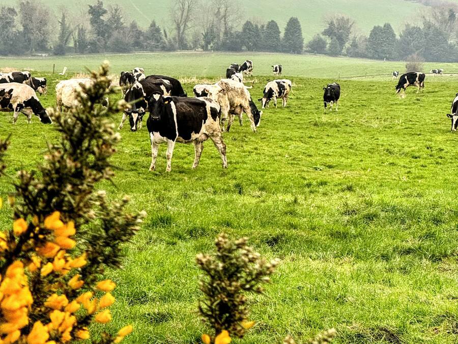 A field with cows grazing, surrounded by green fields and trees.