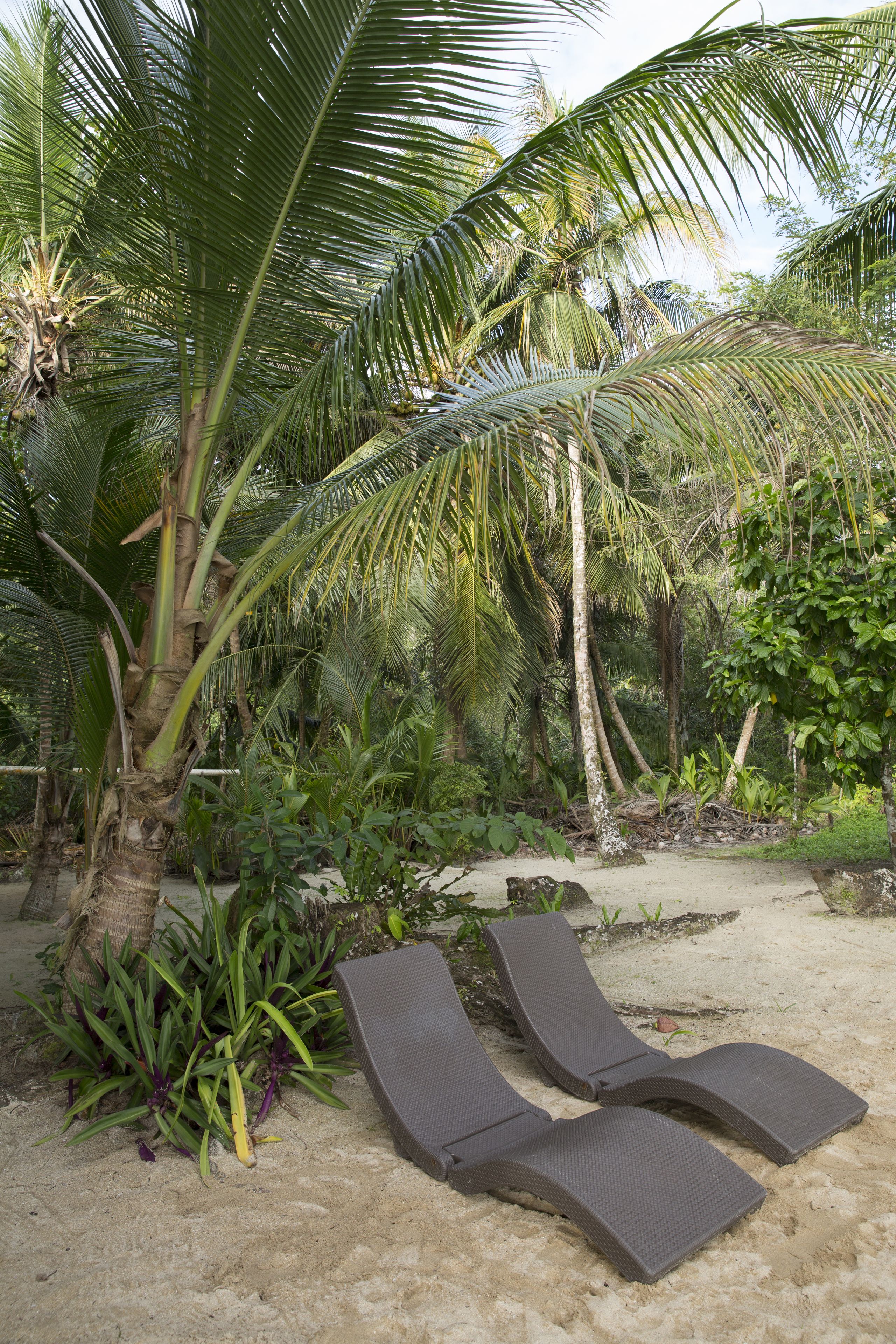 A beach with two lounge chairs and palm trees.