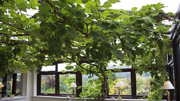 A room with a large window, a table, chairs, and a potted plant. - The Groes Inn (Conwy)