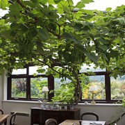 The Groes Inn