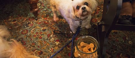 Un petit chien, tenu en laisse, se trouve près d’un bocal en verre rempli de friandises.
