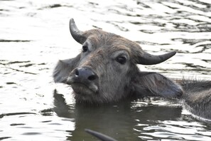 Game viewing