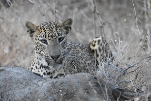 Observación de animales