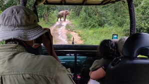 Safari
