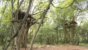 A forested area with natural tree structures and a dirt path. - Explorer by eco team -Dambana (Mahiyanganaya)