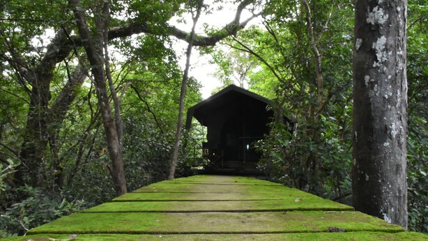 Un torii japonés tradicional que da paso a un corredor cubierto a través de un bosque.