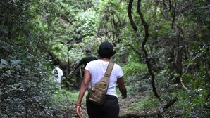 Un sendero forestal con abundante vegetación y árboles.