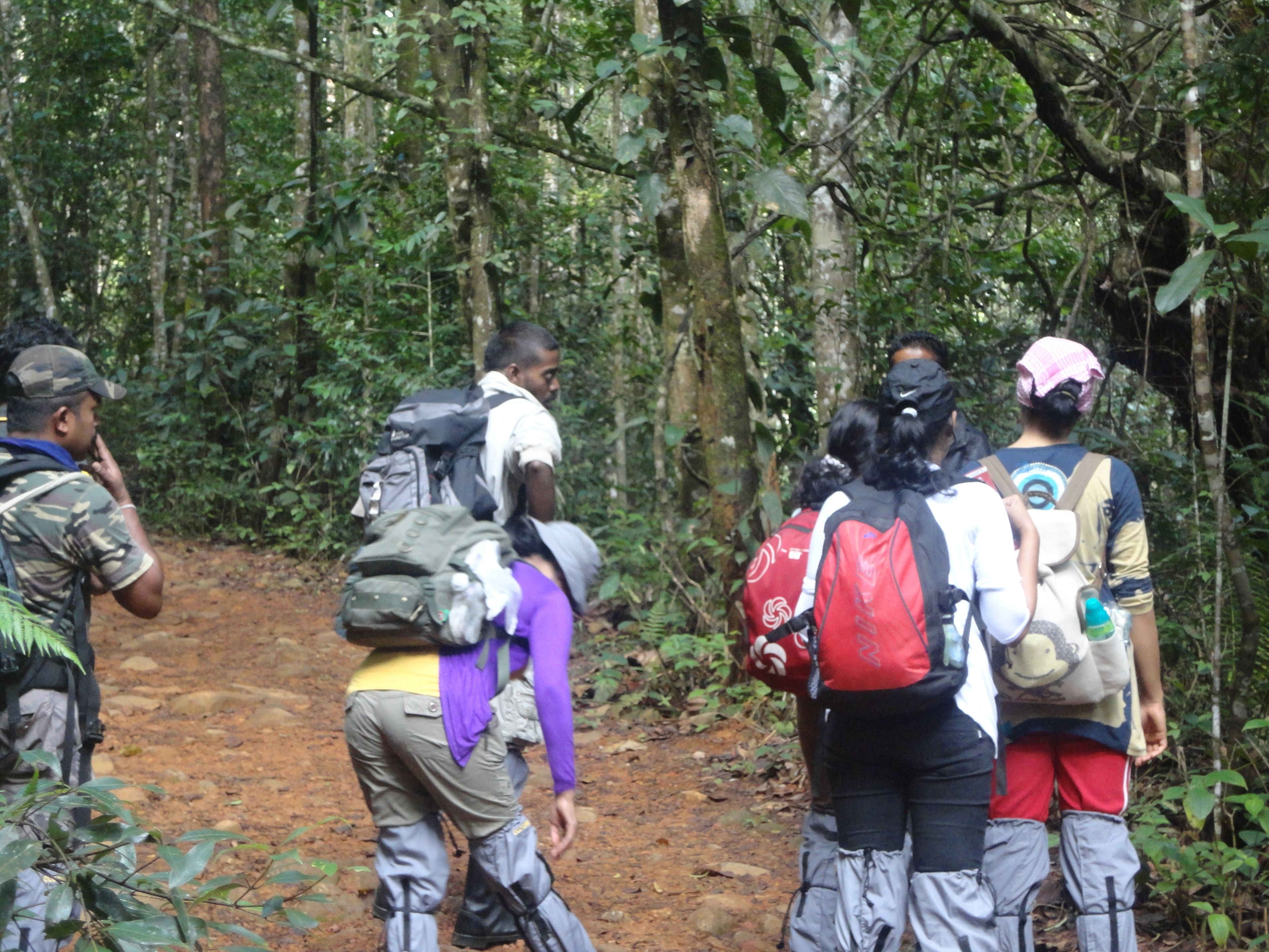 A group of hikers on a forest trail with backpacks.