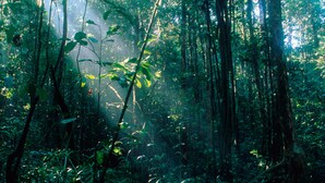 A dense forest with sunlight filtering through the trees. - Explorer by Eco team - Sinharaja (Kalawana)