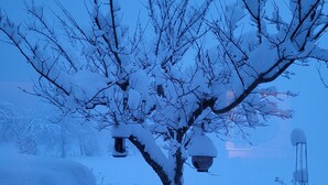 Un albero spoglio ricoperto di neve con il terreno innevato.