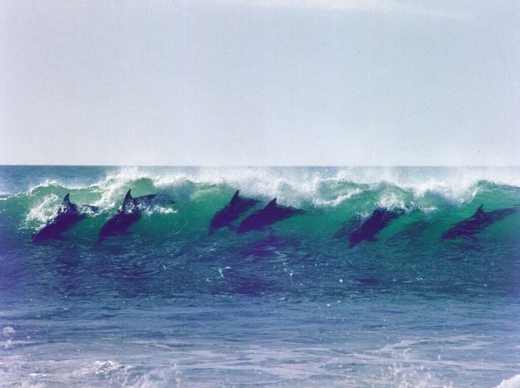 A group of dolphins swimming in the ocean.