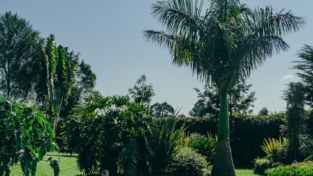 Un sendero de piedra que atraviesa un jardín con diversas plantas y una palmera.