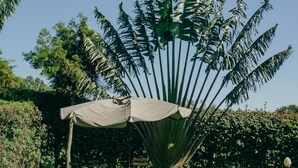 Una palmera grande en un jardín con un banco de madera y una pérgola.