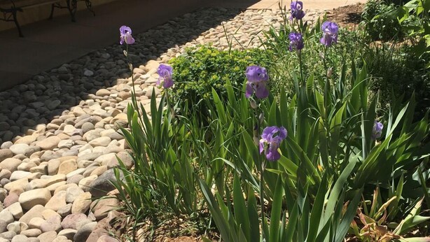 Un edificio con facciata gialla, area salotto all'aperto con tavoli e sedie, e un giardino con fiori viola.