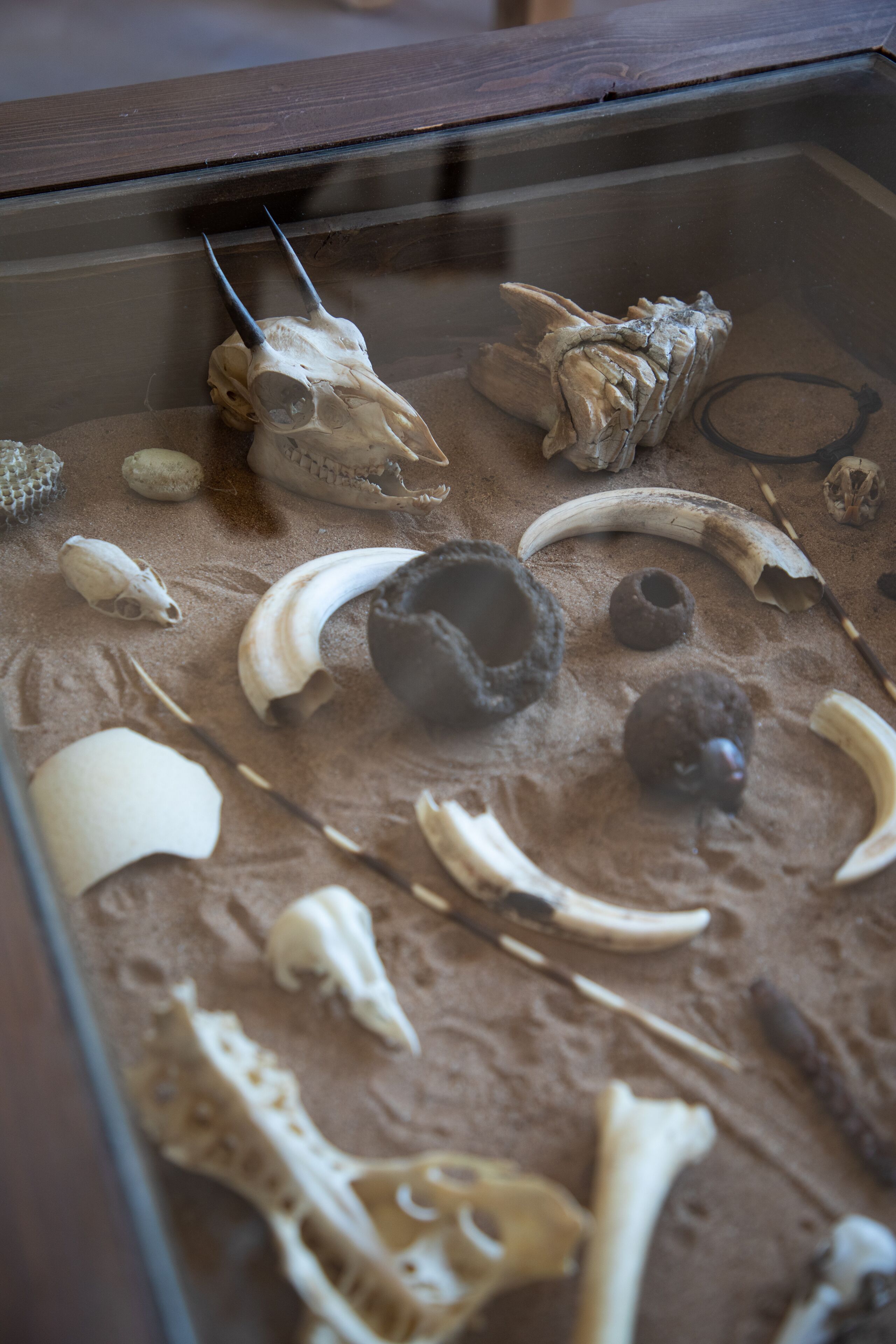 A display case containing various animal fossils and bones.