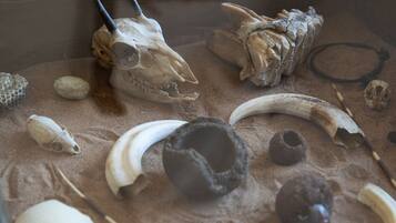 A display case containing various animal fossils and bones.