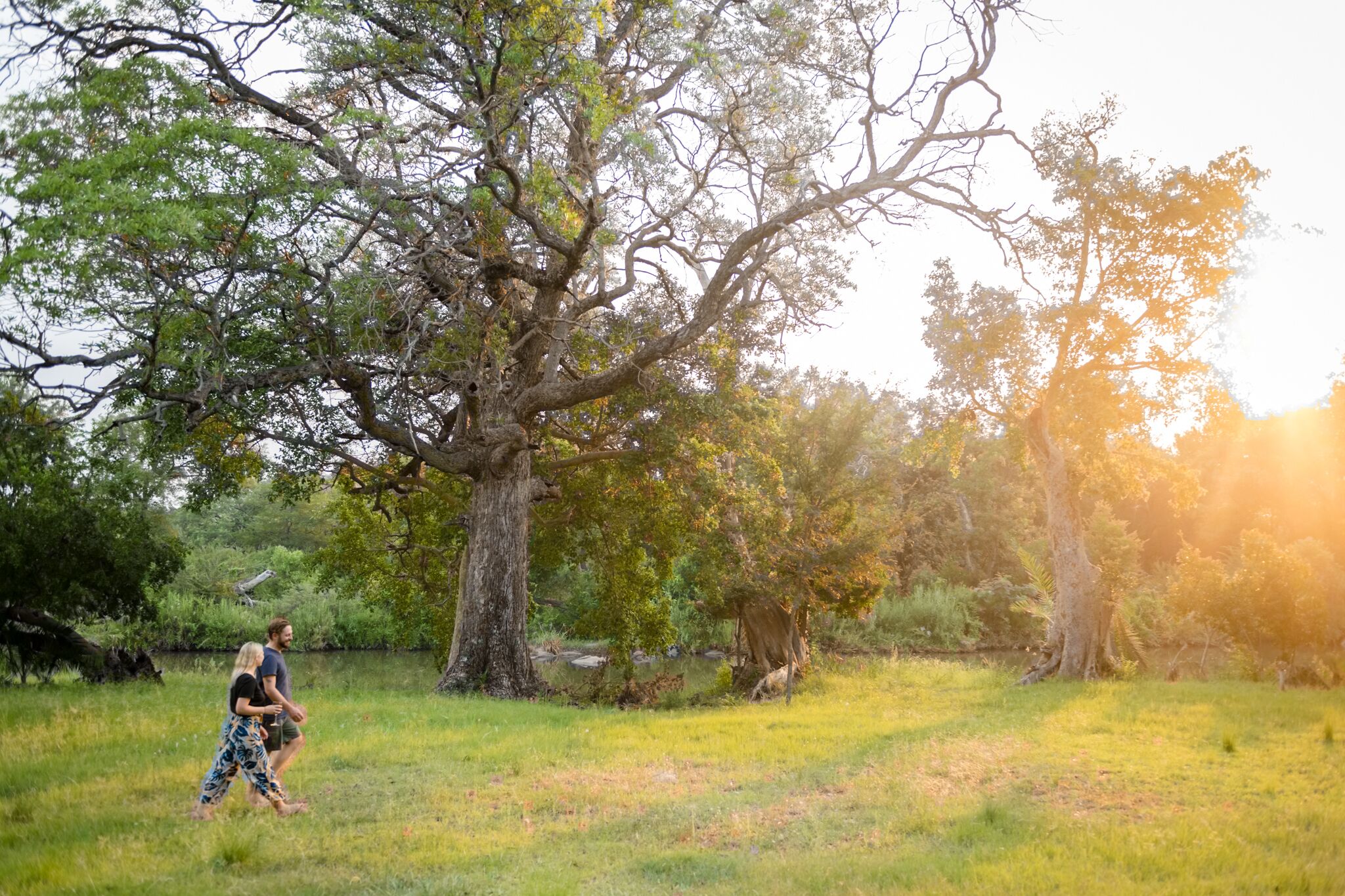 A large tree in a grassy field with a person walking nearby.