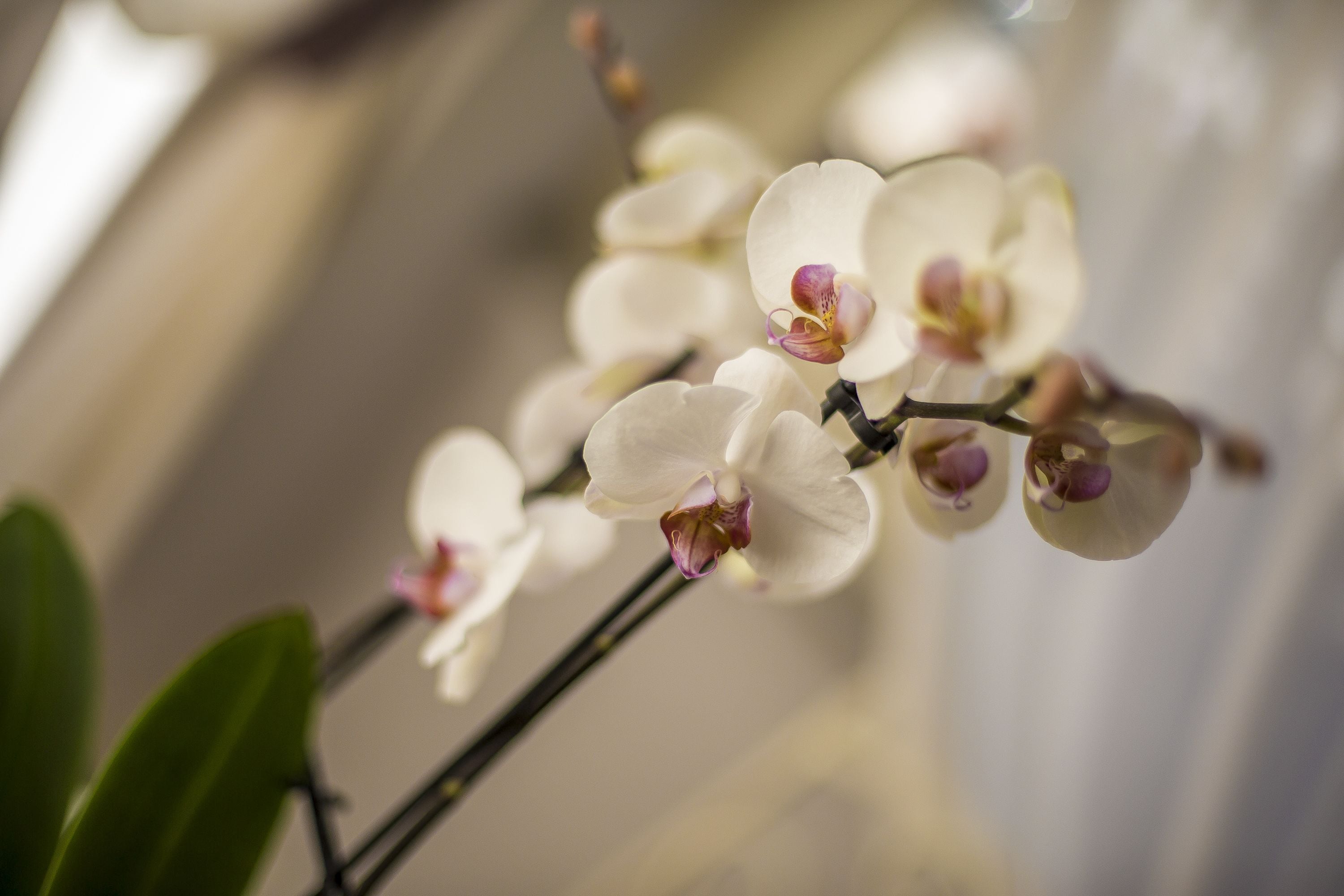 Photo - Trastevere Royal Suite