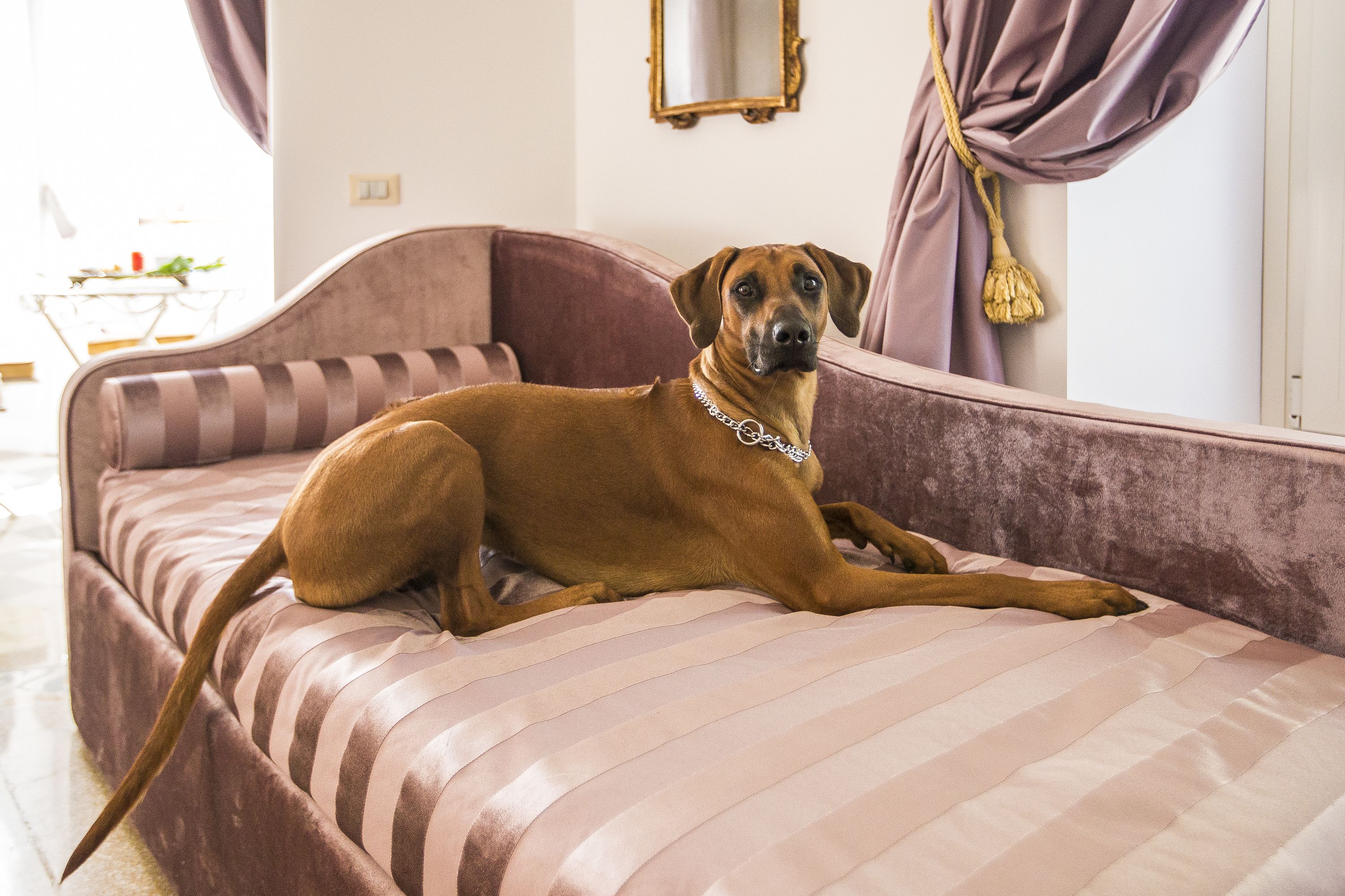 A dog lying on a striped sofa in a room with a mirror and curtains.