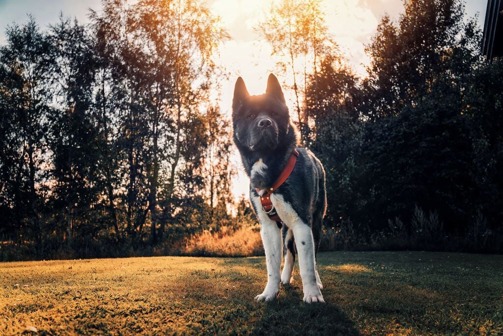 Un chien se tient sur de l’herbe, avec des arbres en arrière-plan.