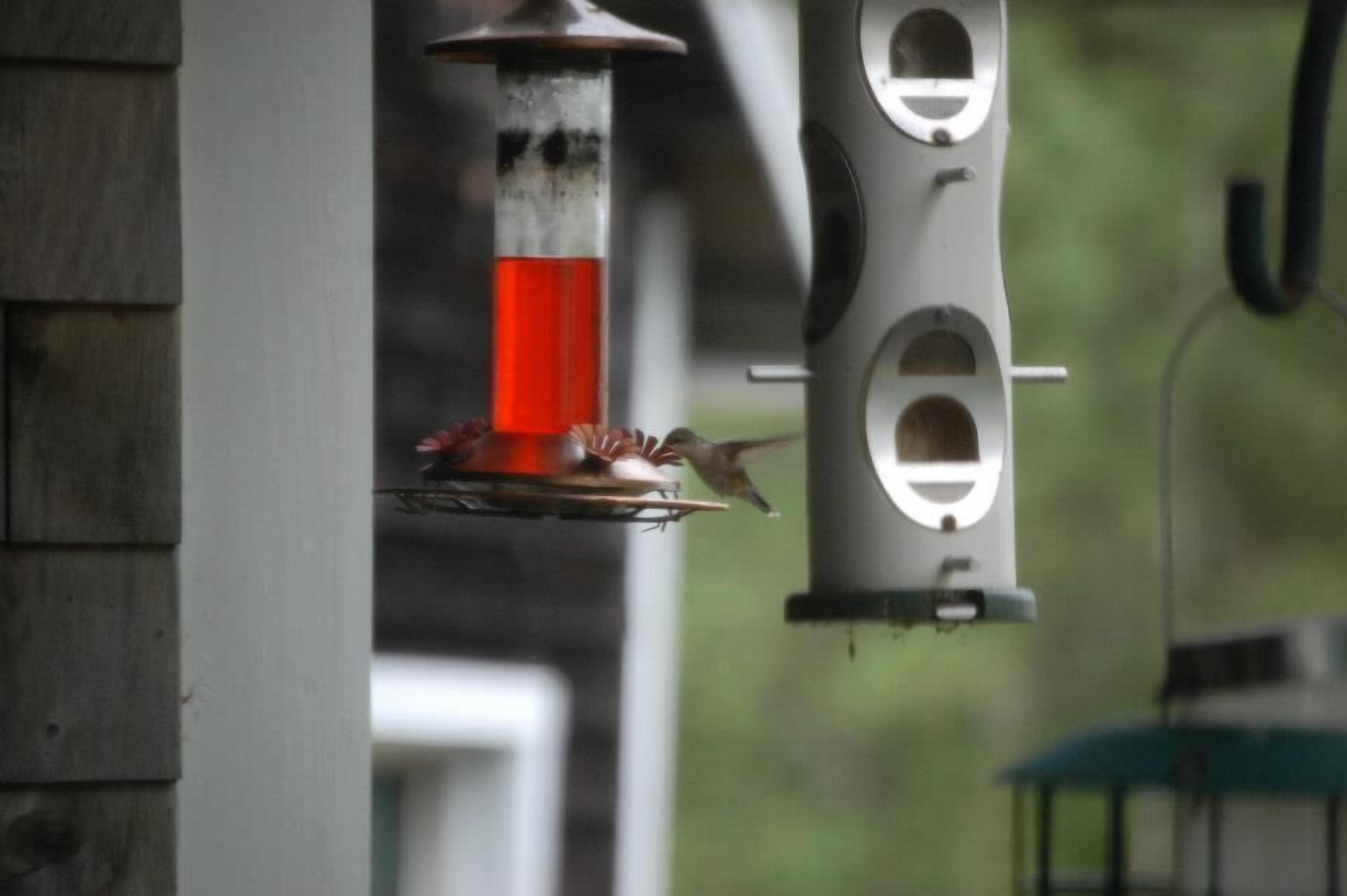 Standard Room, Multiple Beds, Non Smoking (First Floor Room) | Terrace/patio