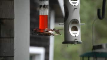 Standard Room, Multiple Beds, Non Smoking (First Floor Room) | Terrace/patio