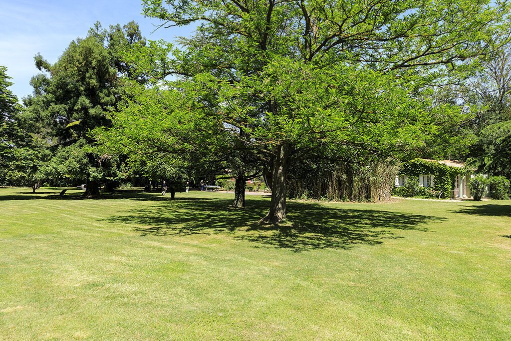 A park with a large tree in the center, surrounded by grass and other trees.