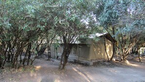 A dirt path surrounded by trees and a stone wall.