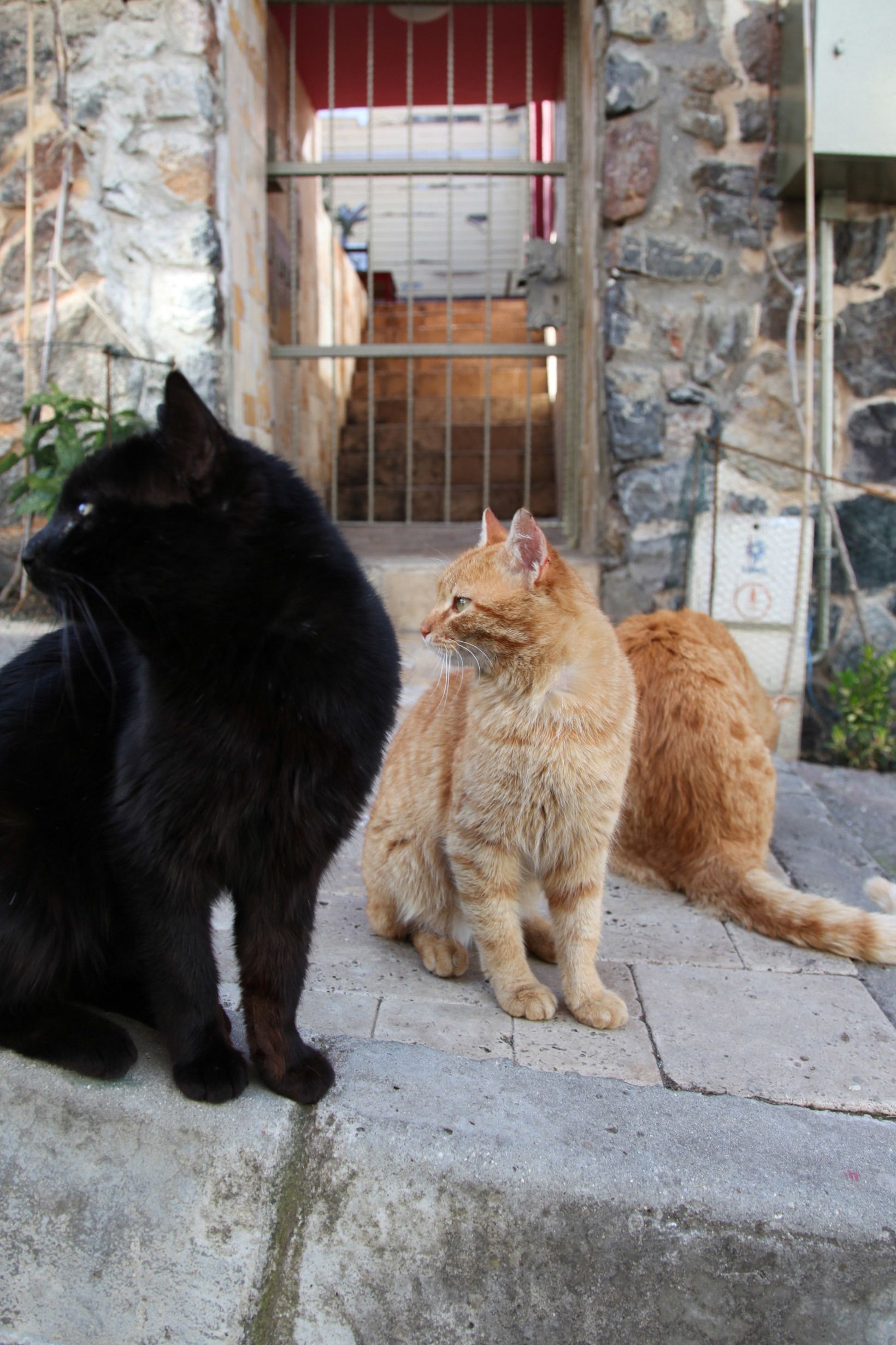 Two cats sitting on a stone-paved area with a metal gate and a stone wall in the background.