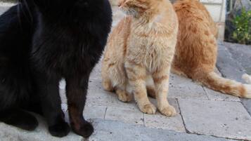 Two cats sitting on a stone-paved area with a metal gate and a stone wall in the background.