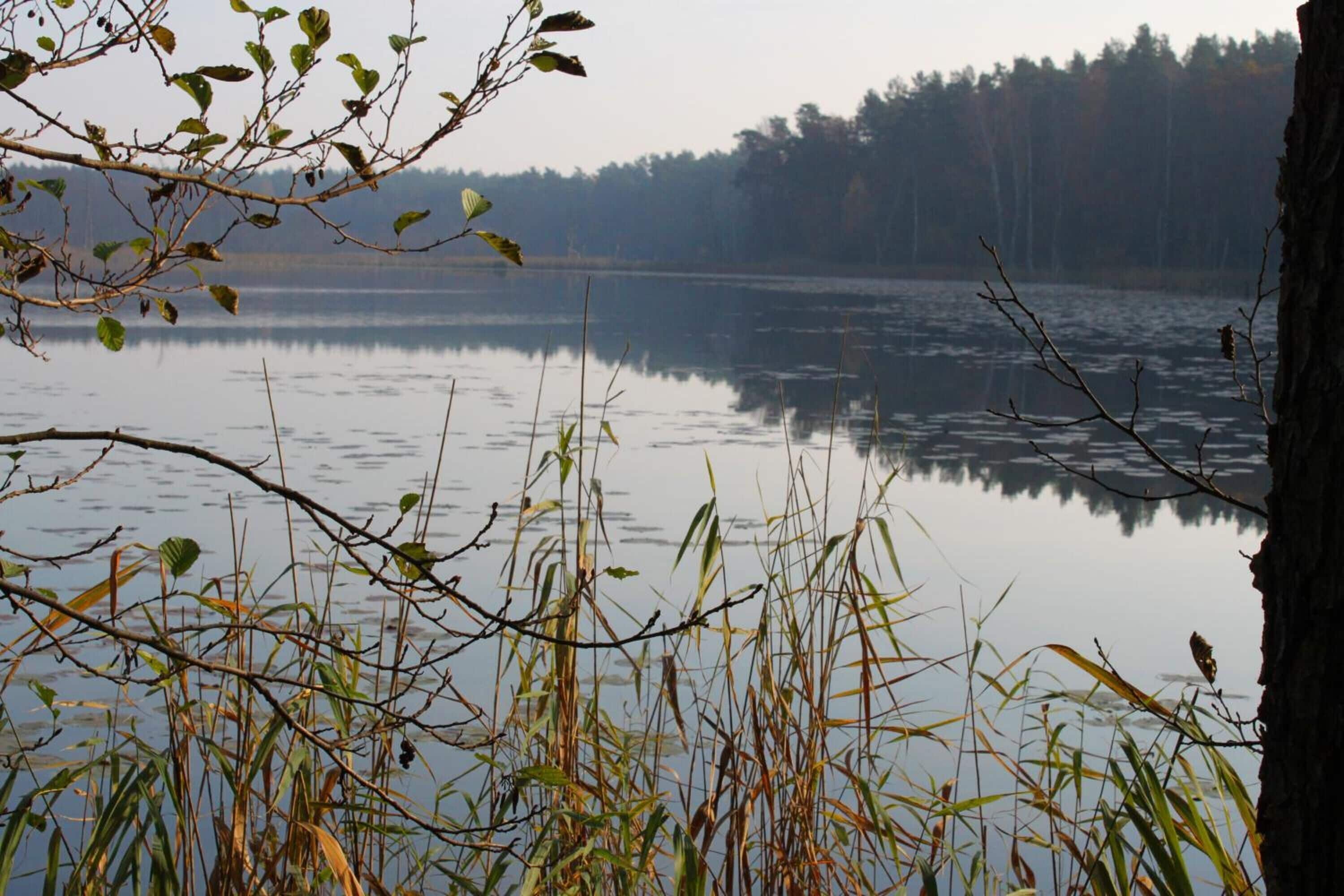 A calm lake with trees in the background and branches in the foreground.