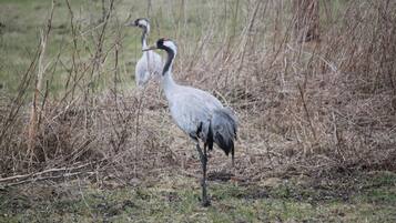 Two birds in a natural setting with dry grass and sparse vegetation.