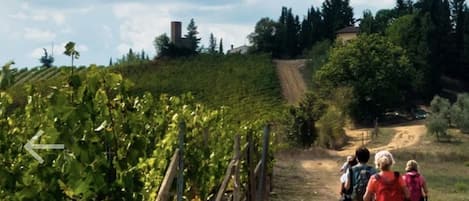 A vineyard path with rows of grapevines, a dirt trail, and a hilly landscape with trees and buildings in the background.