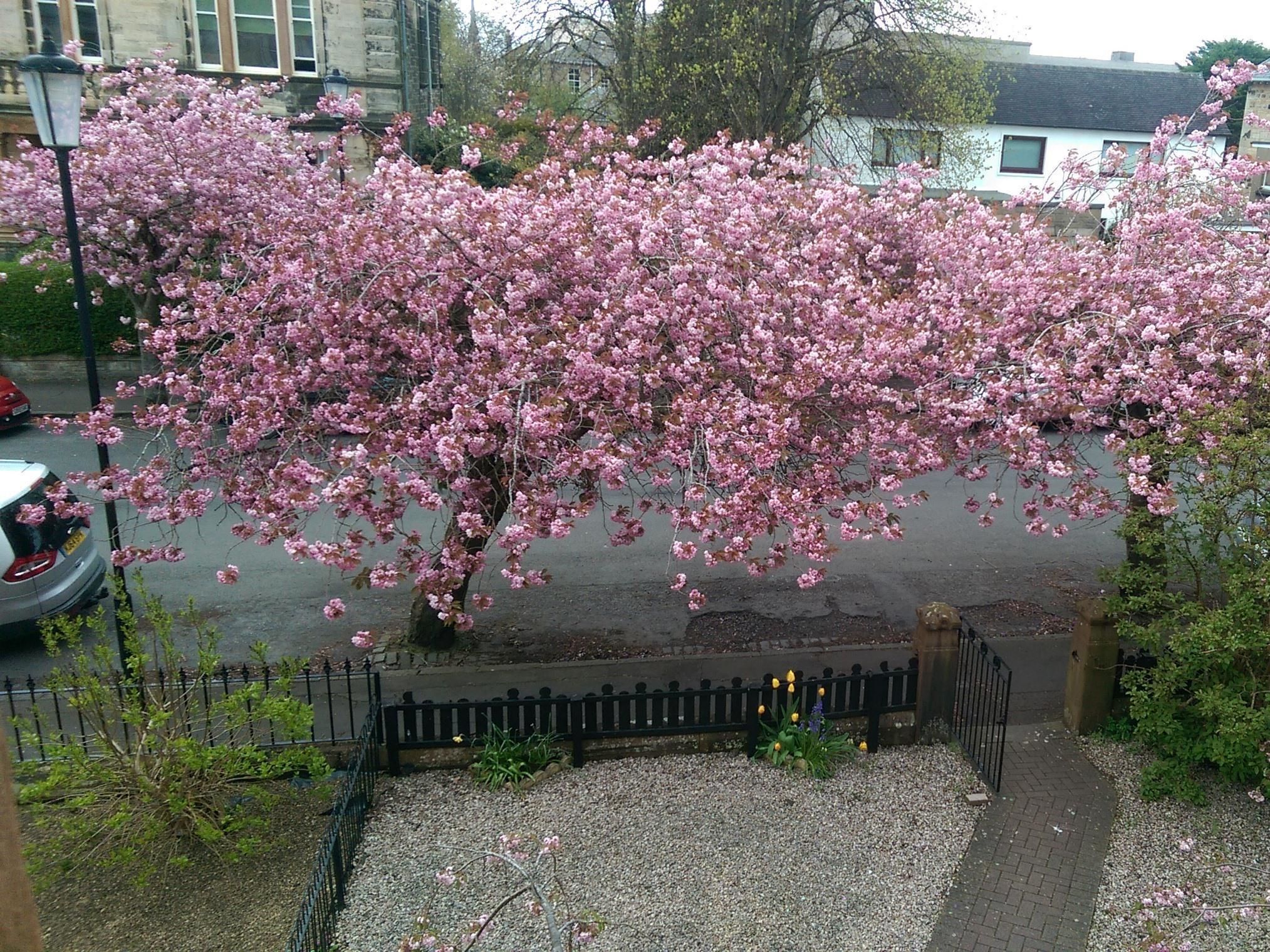 A cherry blossom tree in full bloom with a gravel pathway and a black metal fence in the foreground.