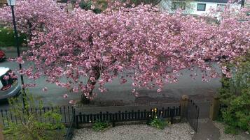 A cherry blossom tree in full bloom with a gravel pathway and a black metal fence in the foreground.