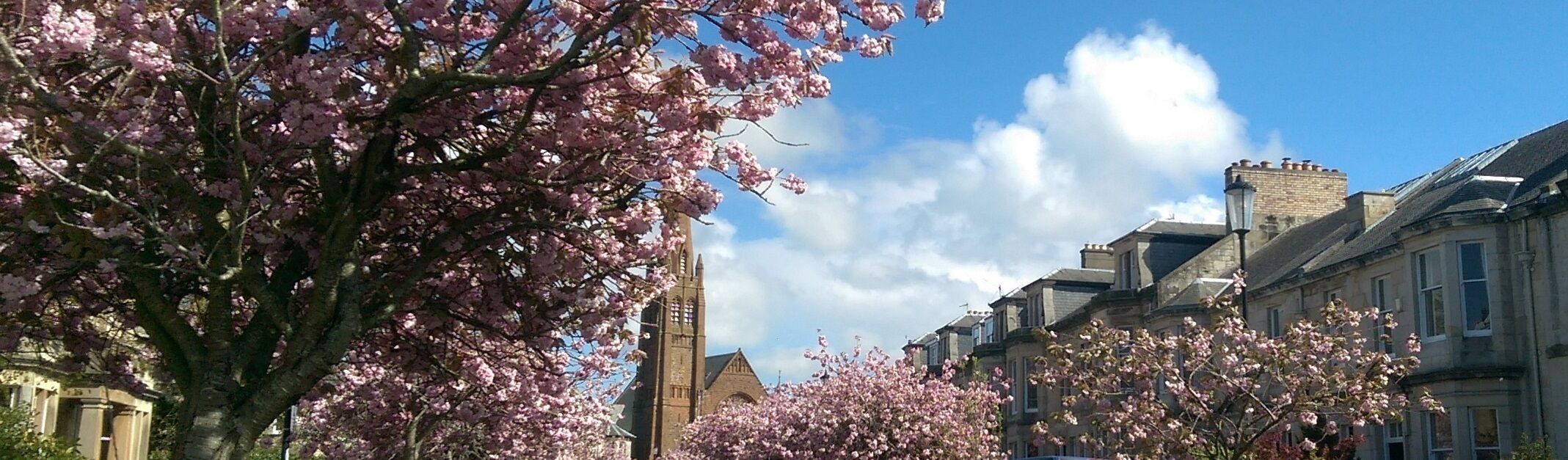 A street lined with cherry blossom trees and historic buildings.