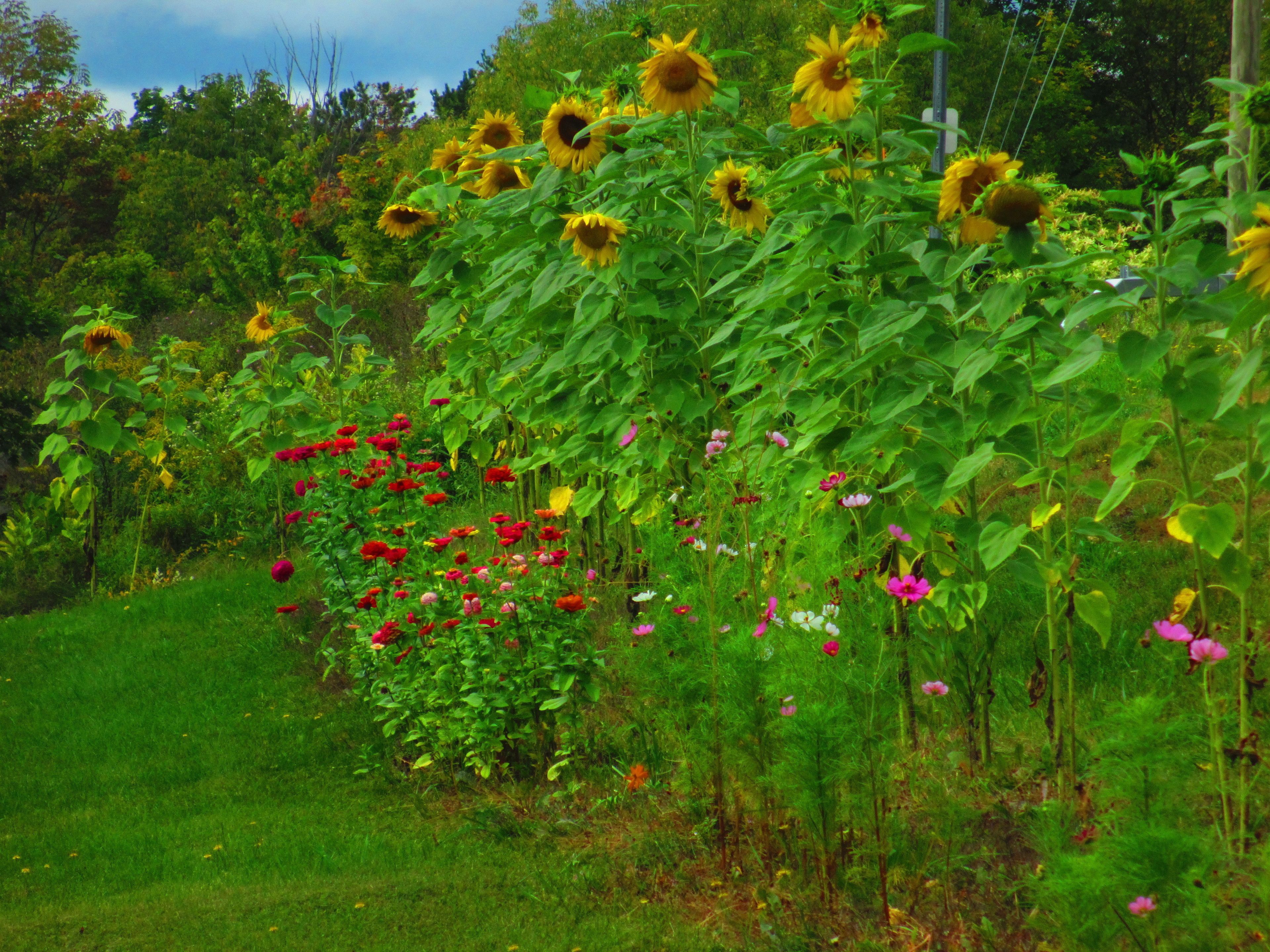 A garden with various flowers and plants, including sunflowers and red poppies.