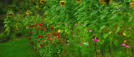 A garden with various flowers and plants, including sunflowers and red poppies.
