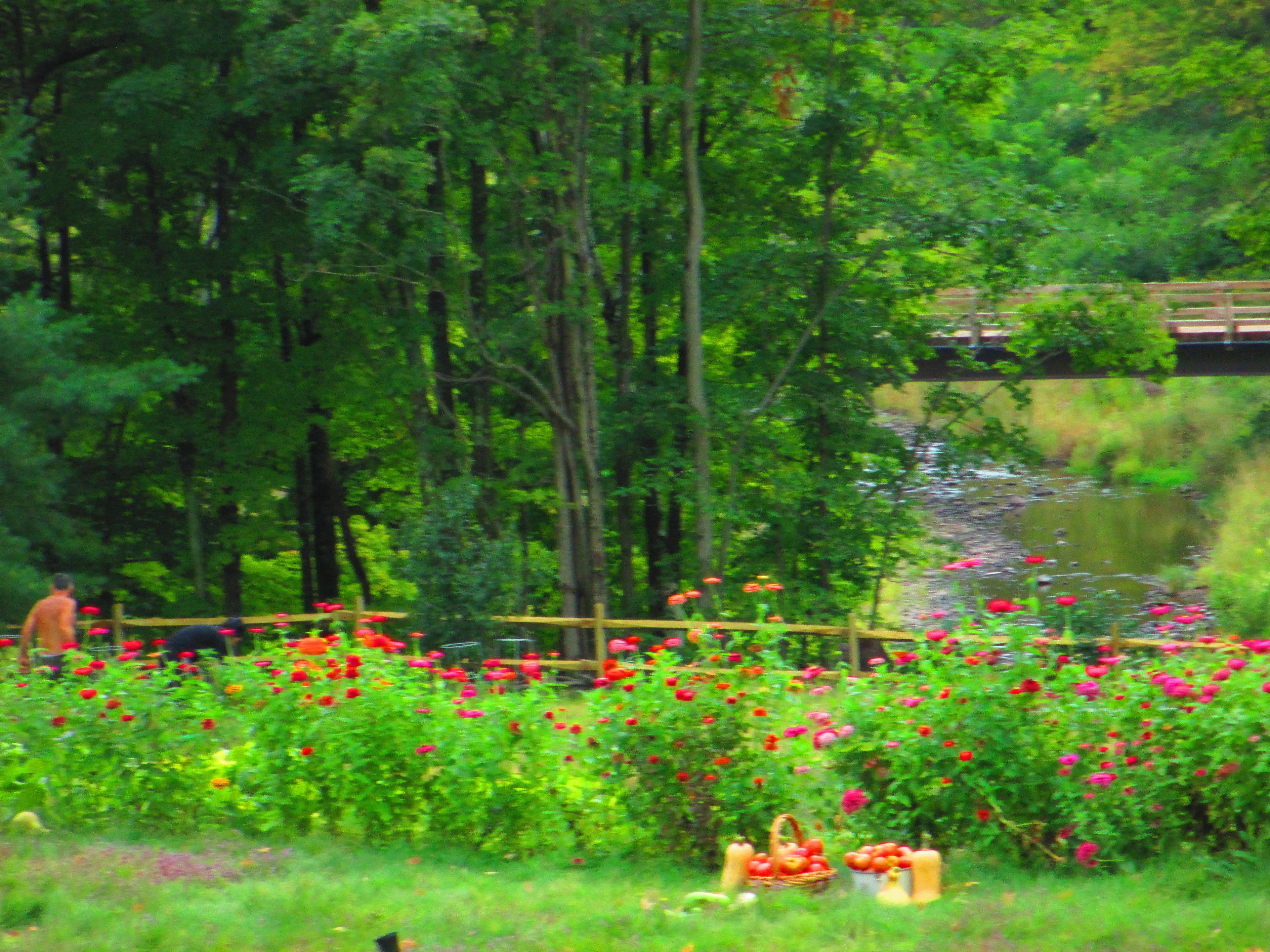 Um jardim com cerca de madeira, lago e diversas plantas.