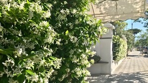 Un camino bordeado de exuberante follaje y flores blancas, que conduce a un edificio con un letrero que dice 'Hotel'.