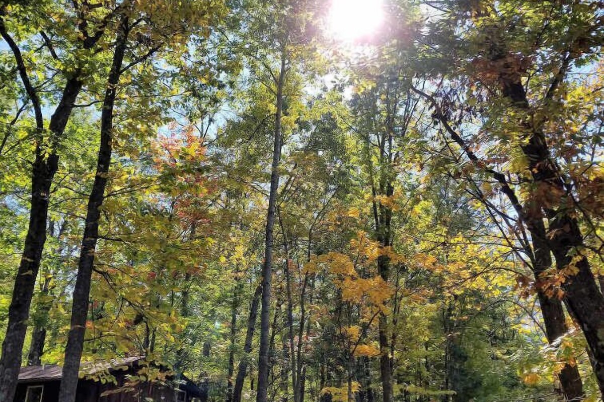 A forest with tall trees and a rustic cabin.