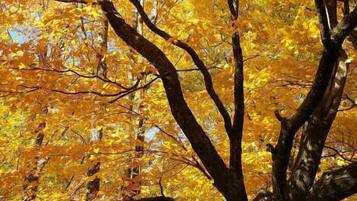 A large tree with a thick trunk and many branches, surrounded by a forest of trees with yellow leaves.
