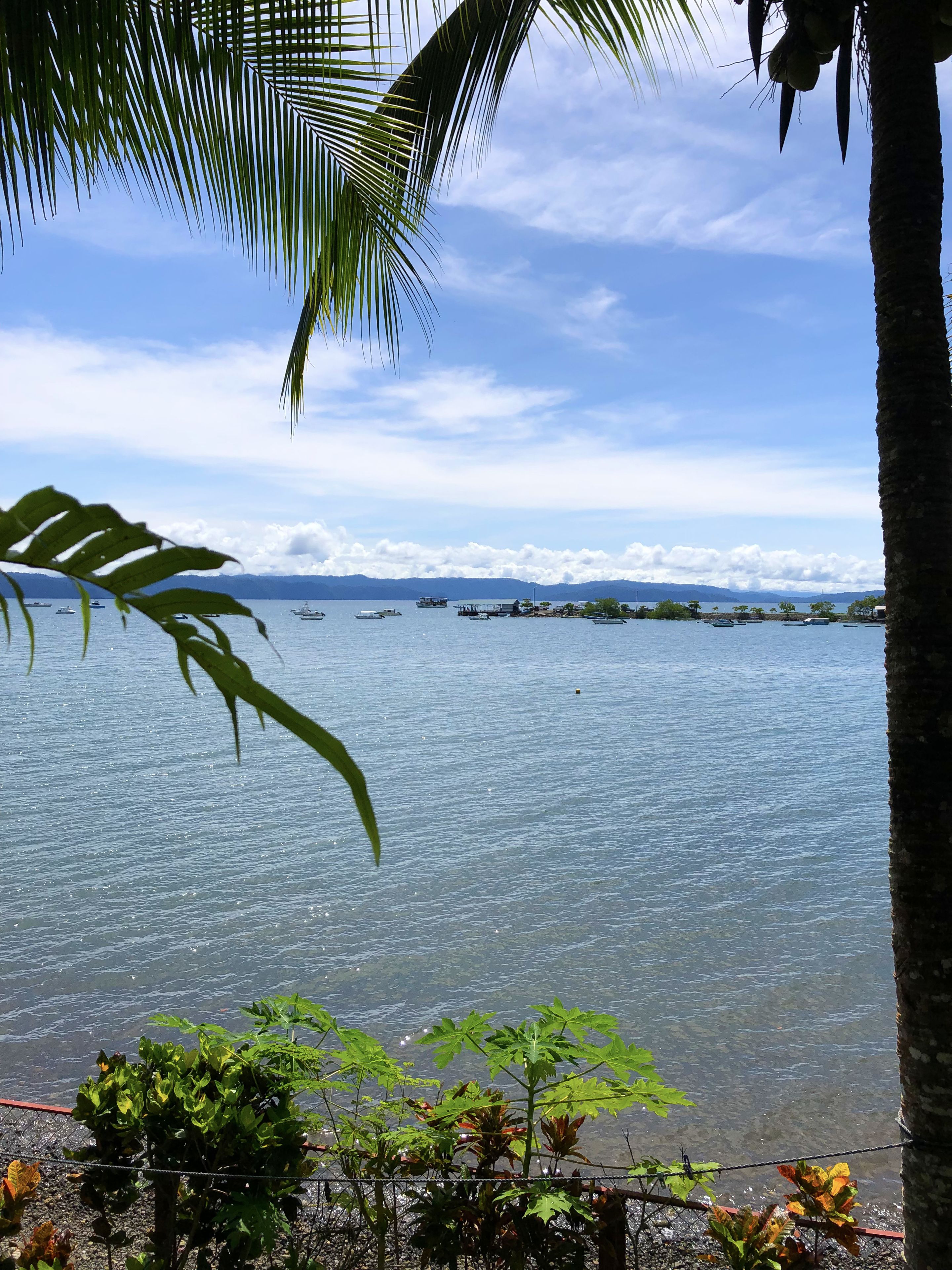 A view of a calm lake with boats, surrounded by greenery and palm trees.